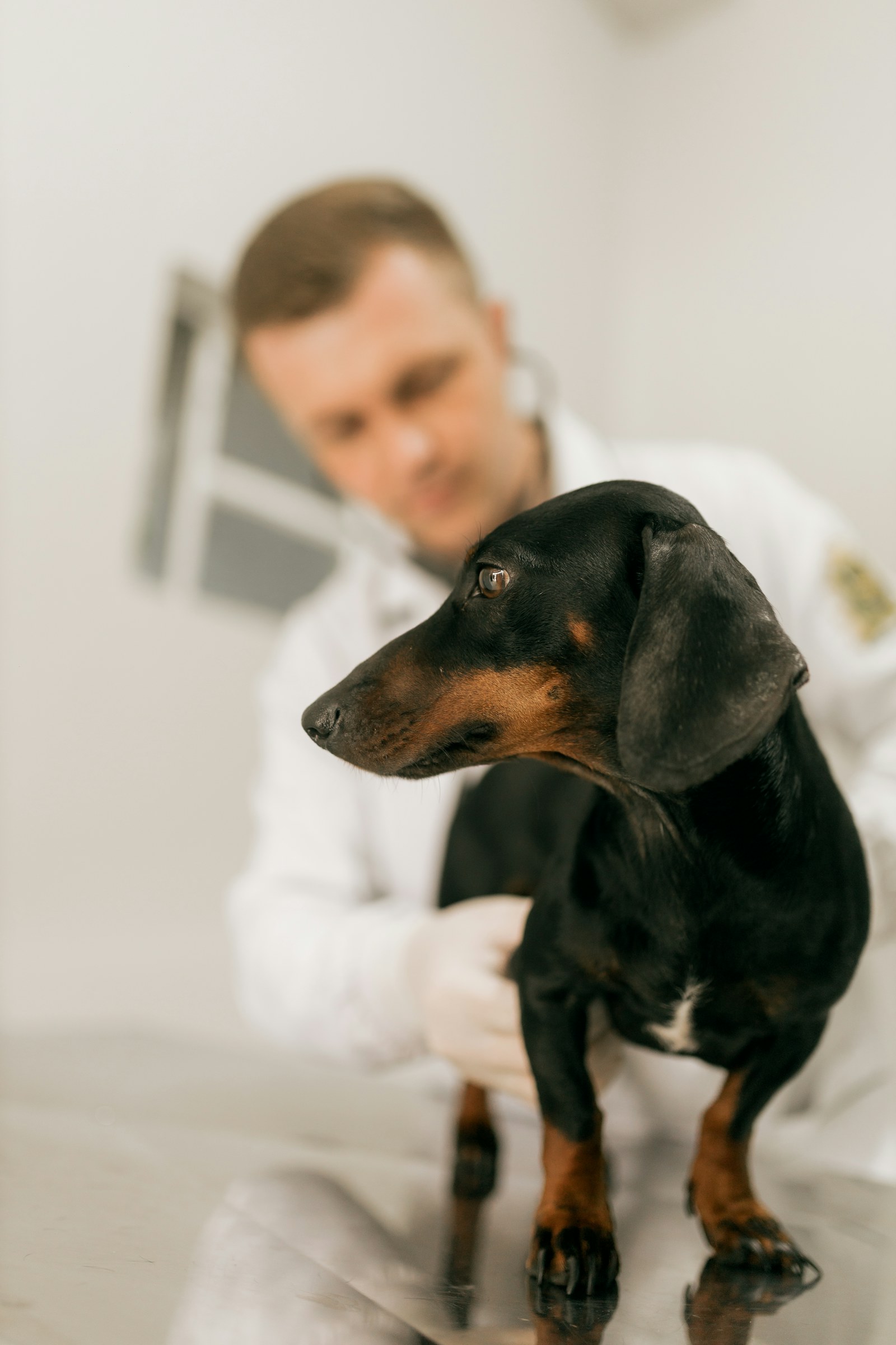 Keep animals where they should be, cut the noise between areas, and let pets move in and out on their own.